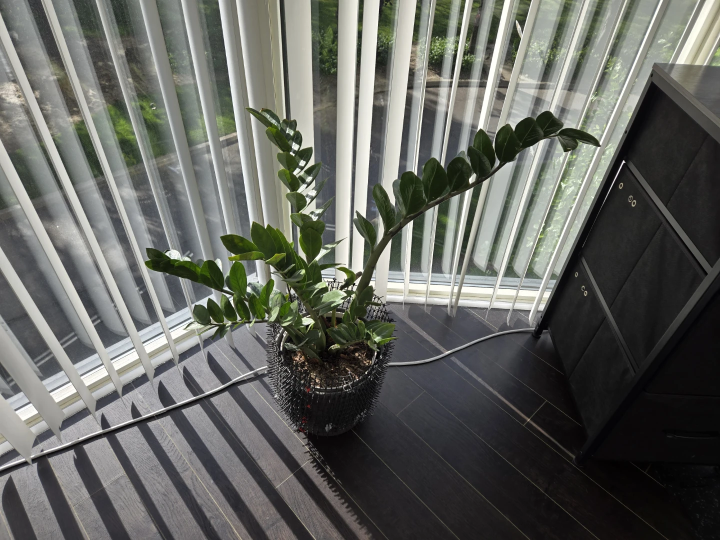 ZZ Plant in Pot