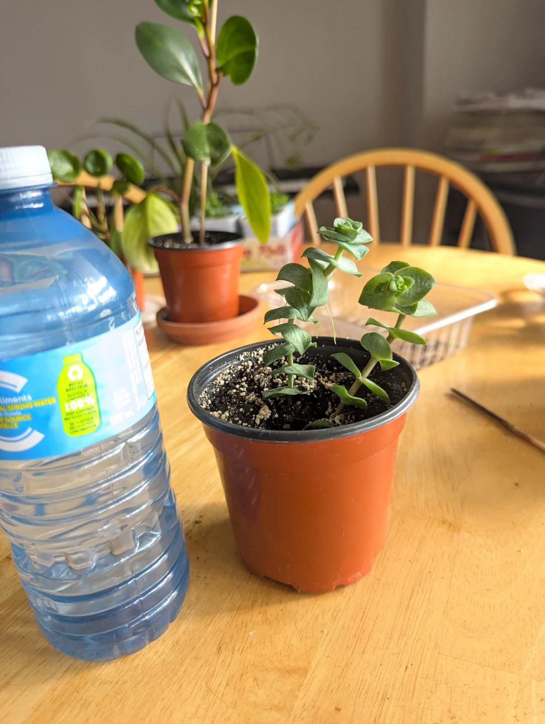 String of buttons plant