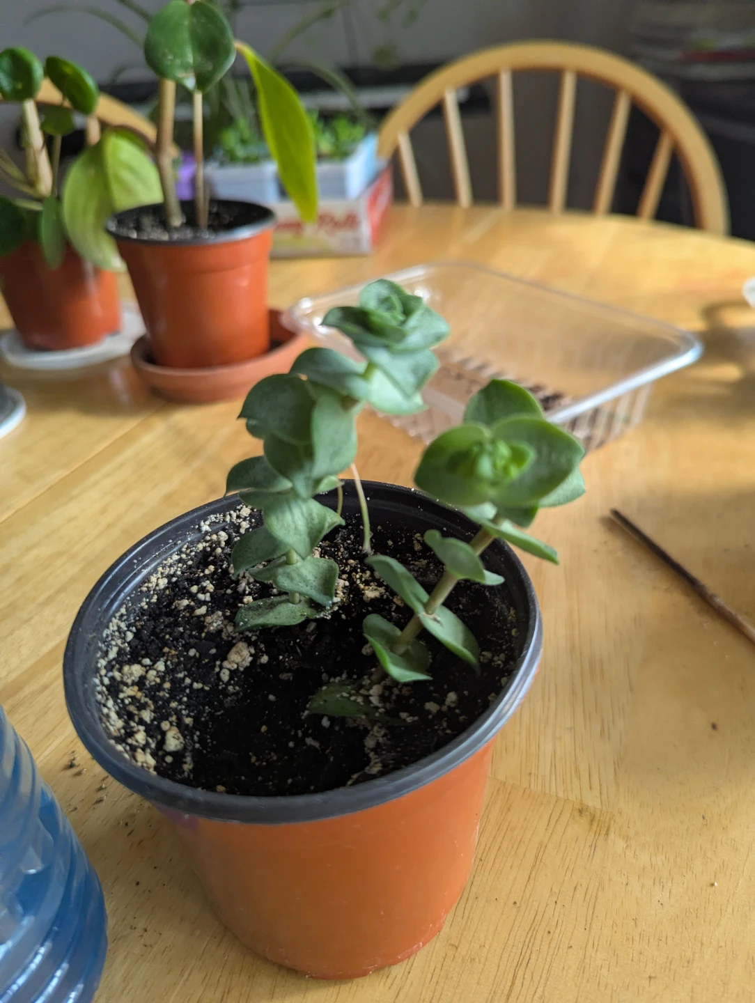 String of buttons plant - photo 2