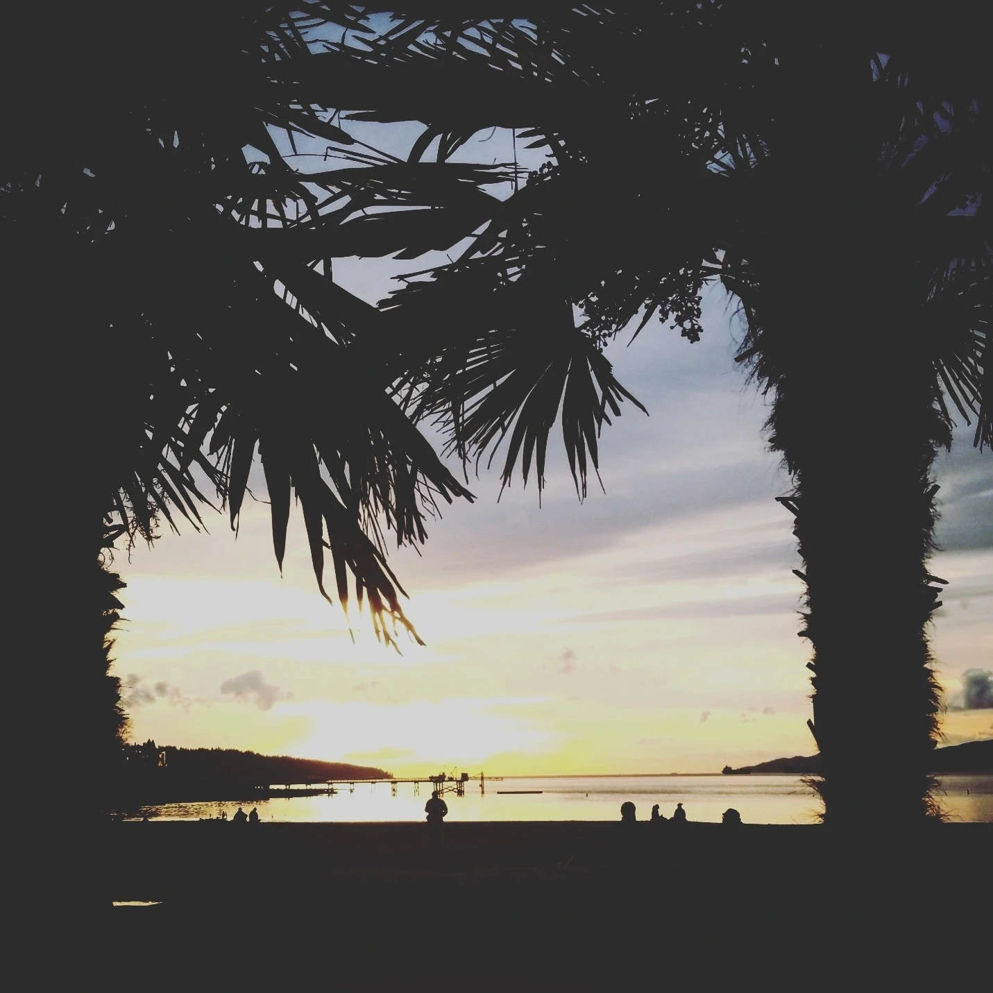 Palm trees at sunset photo prints