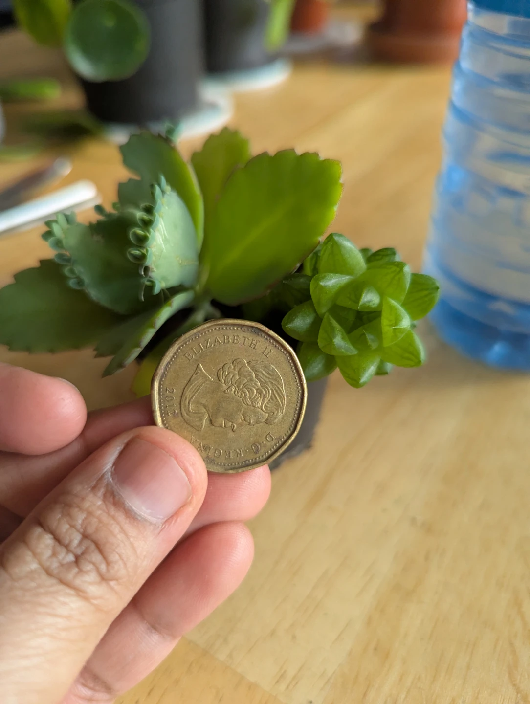 Small Succulent Plant( mother of thousands and succulents) - photo 4