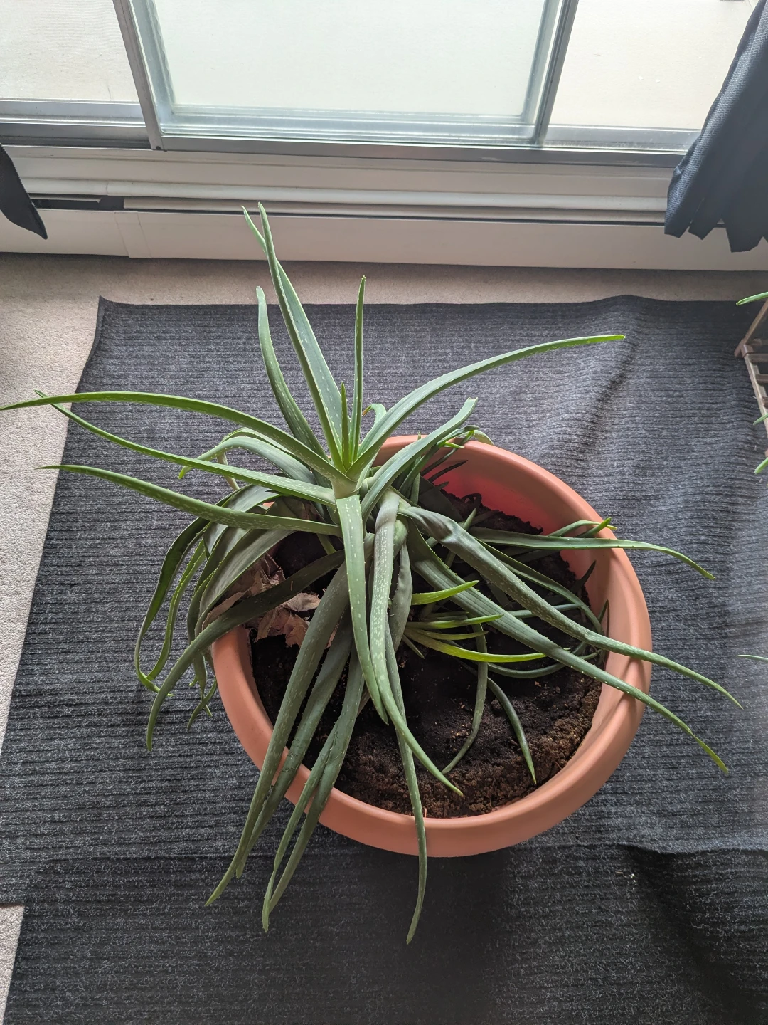 Aloe Vera Plant in Terracotta Pot