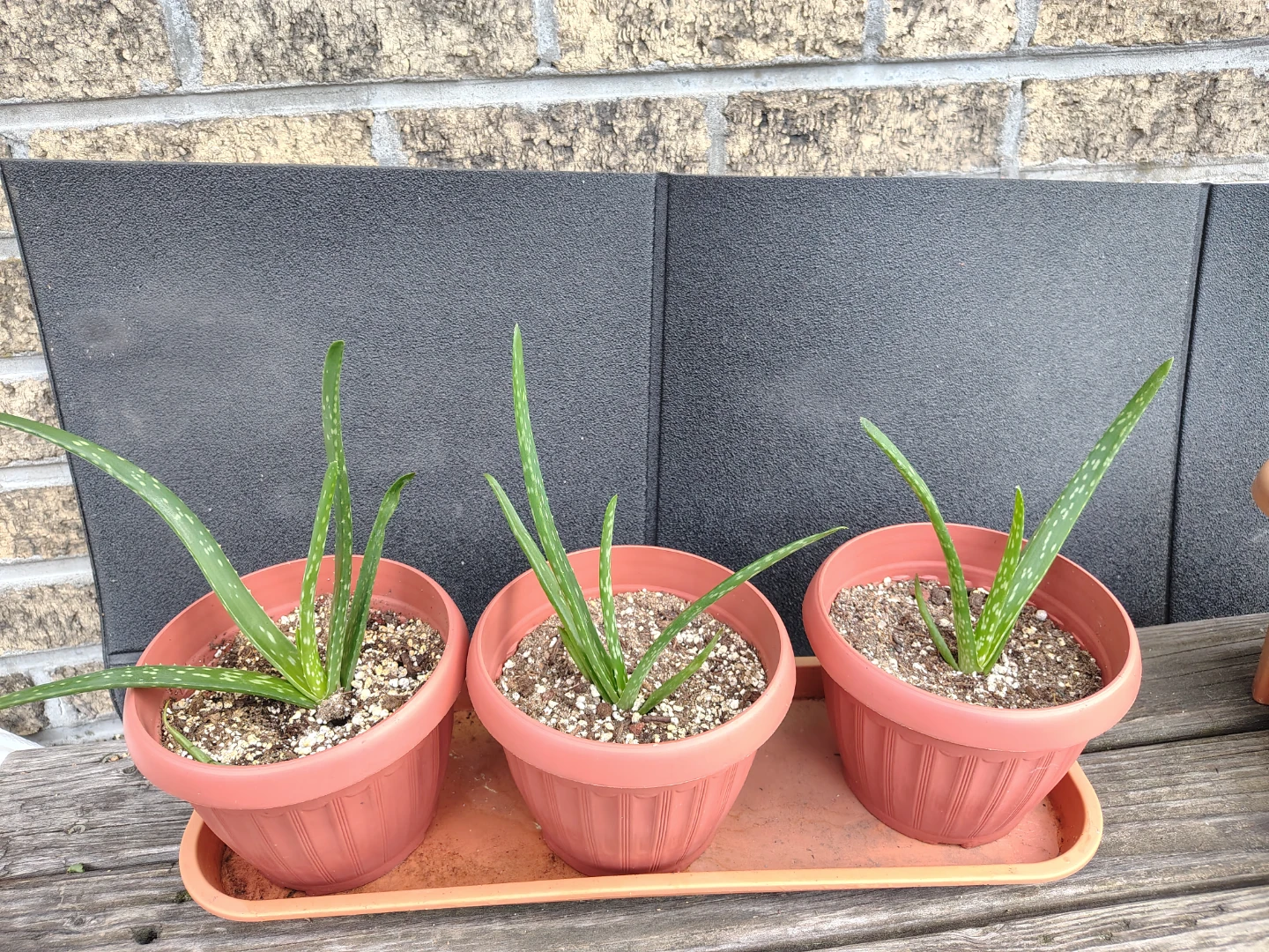 3 Potted Aloe Vera Plants $15 each