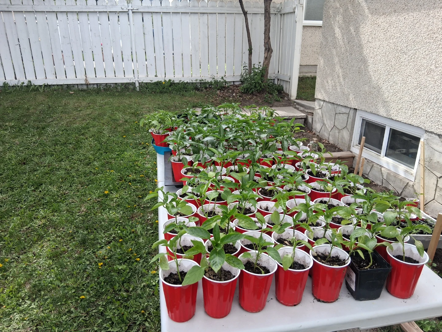 Bell peppers and spicy peppers - photo 2