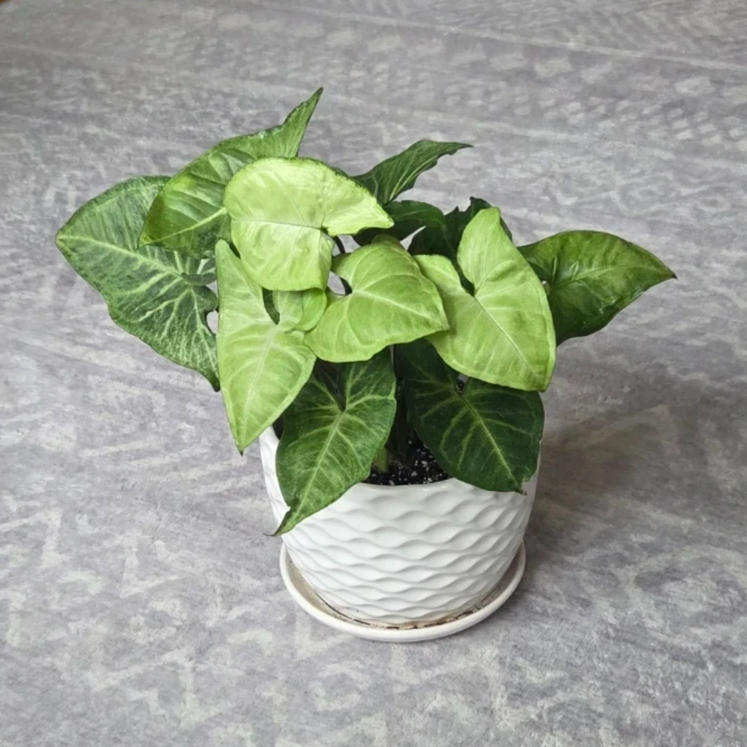 Potted Arrowhead Plant 🌱