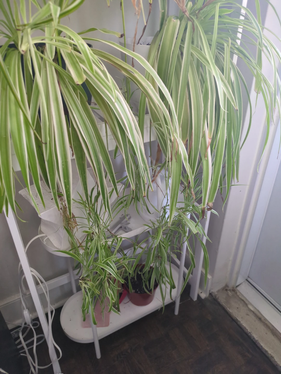 2 Spider Plants - with babies