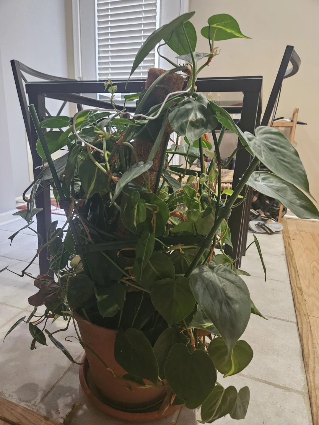 Philodendron Brasil Plant