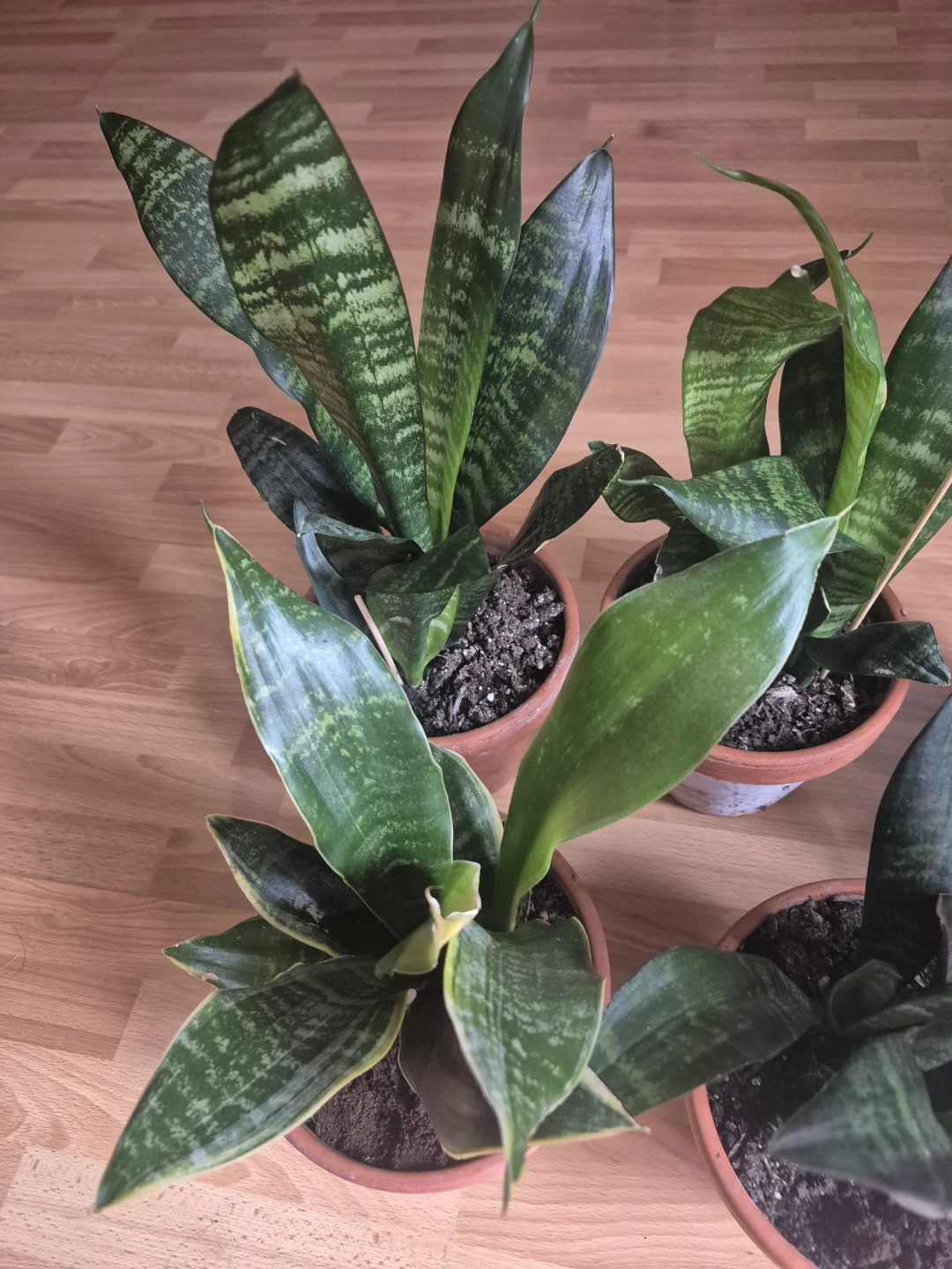 Assorted Snake Plants - photo 2
