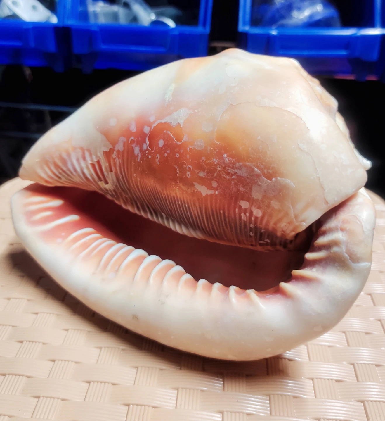 Large decorative seashell - photo 2