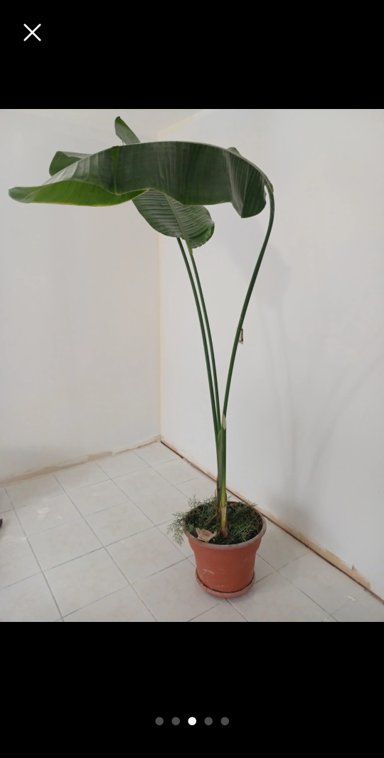 REAL 8ft tall Bird of Paradise (Banana leaf) plant - photo 3