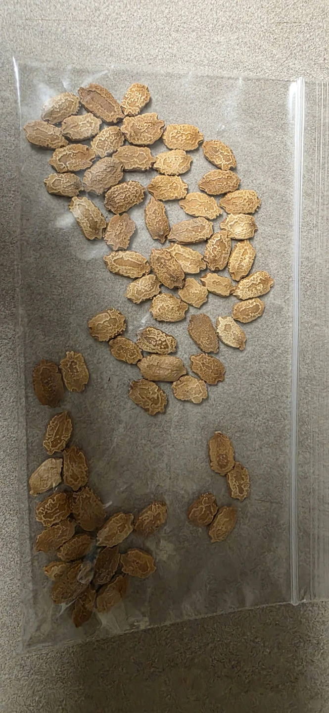 Assorted Vegetable and Bean Seeds - photo 2