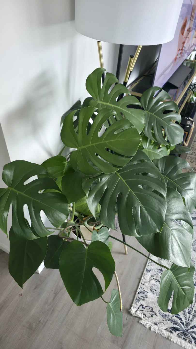 Huge Big Monstera Deliciosa Plant