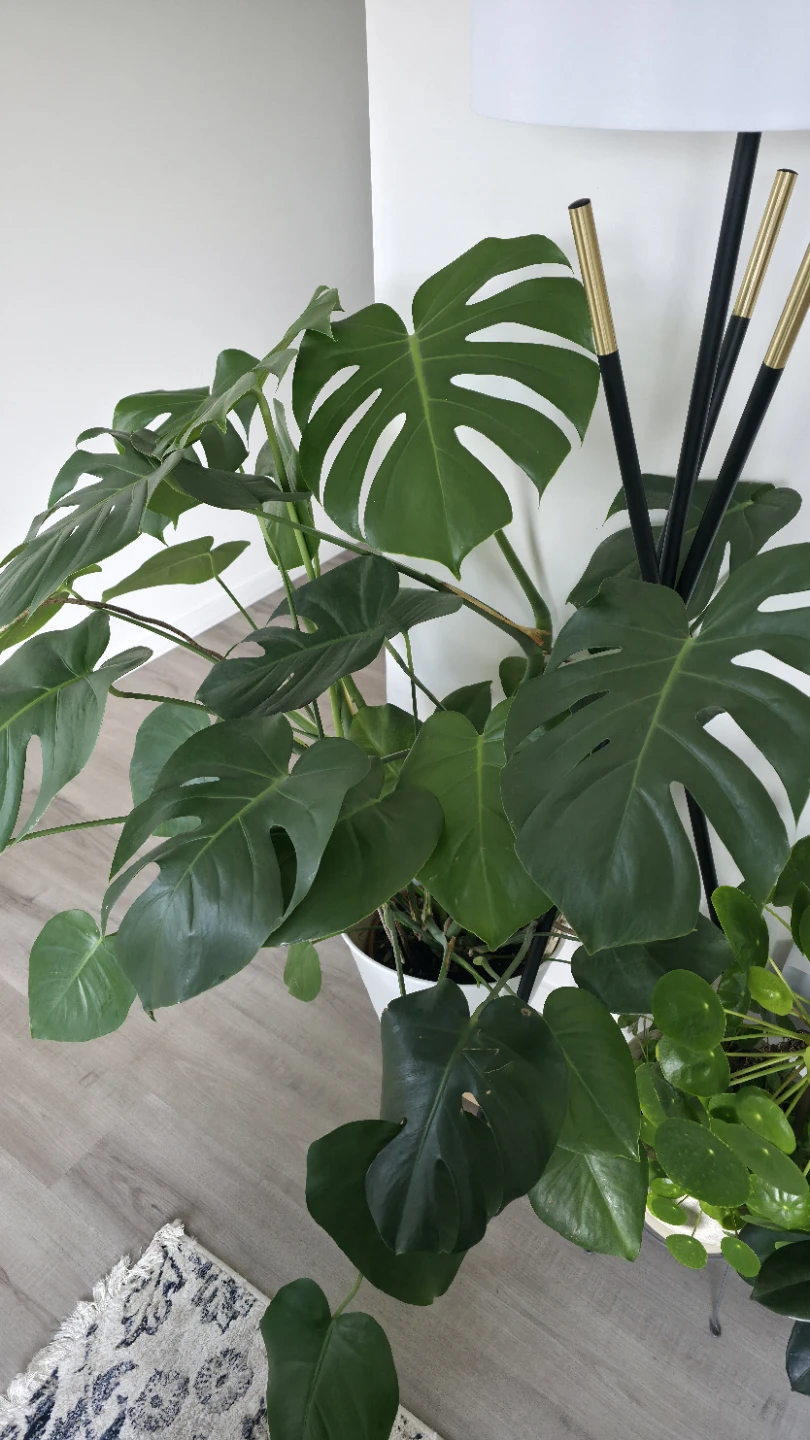 Huge Big Monstera Deliciosa Plant - photo 3