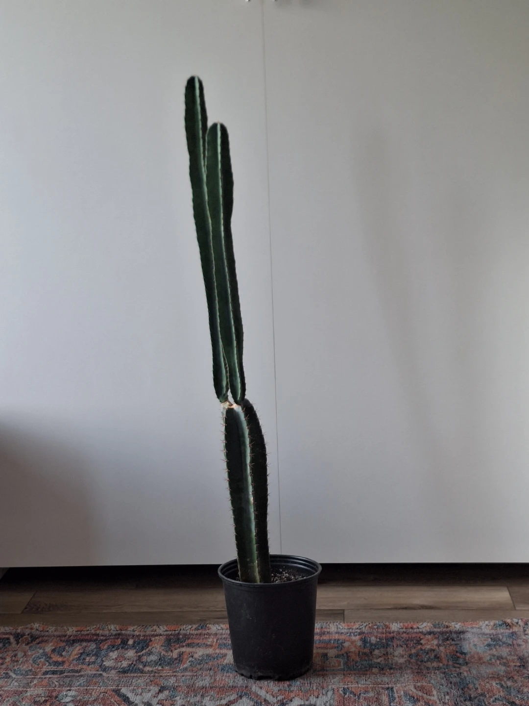Tall Green Cactus in Black Pot