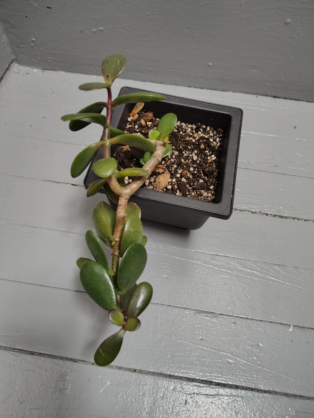 Jade Plant