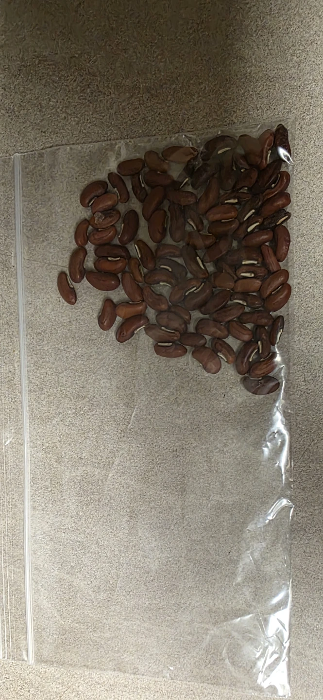 Assorted Vegetable and Bean Seeds - photo 3