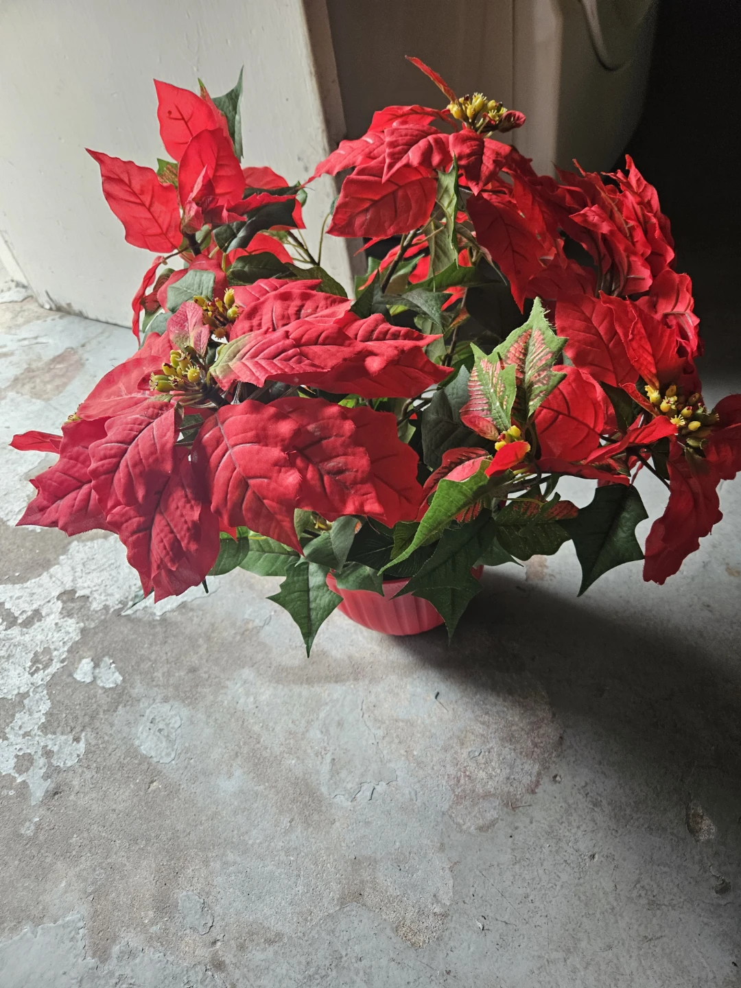 Red Poinsettia Plant - photo 2
