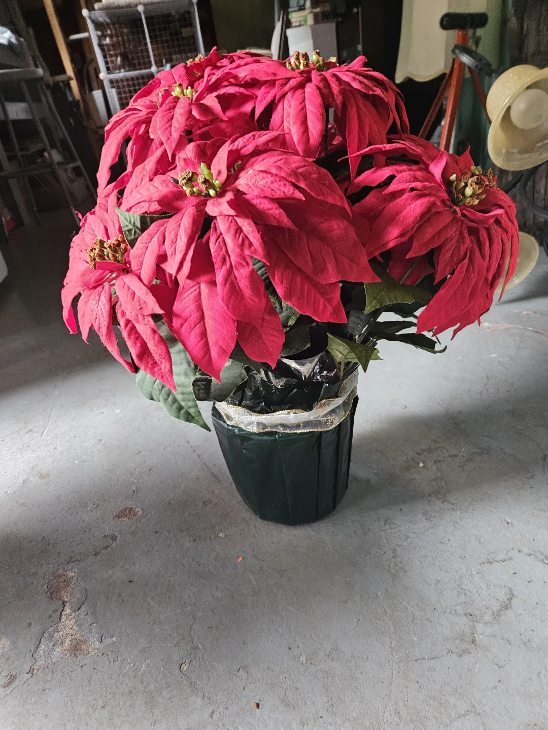 Red Poinsettia Plant - photo 3