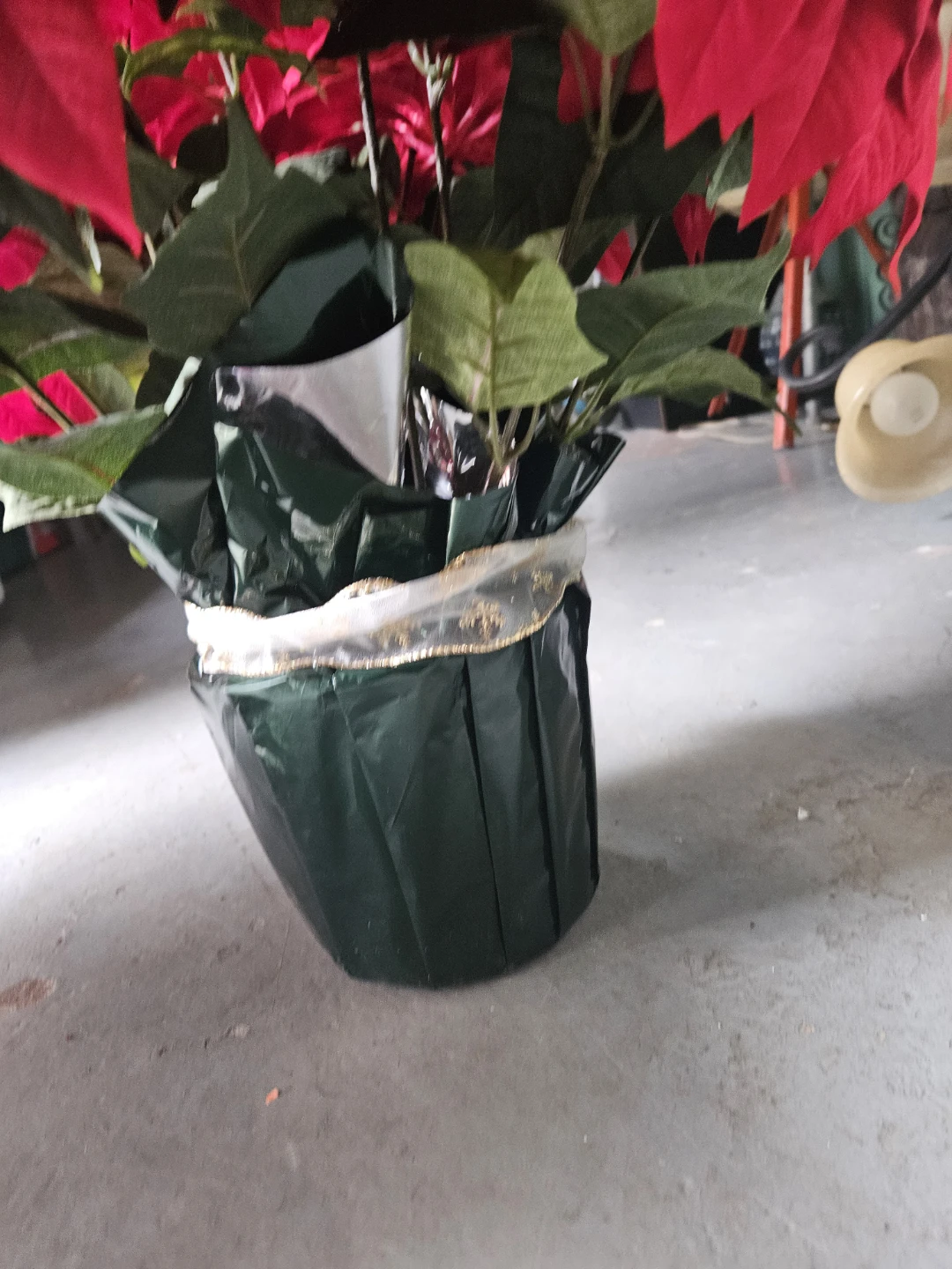 Red Poinsettia Plant - photo 4