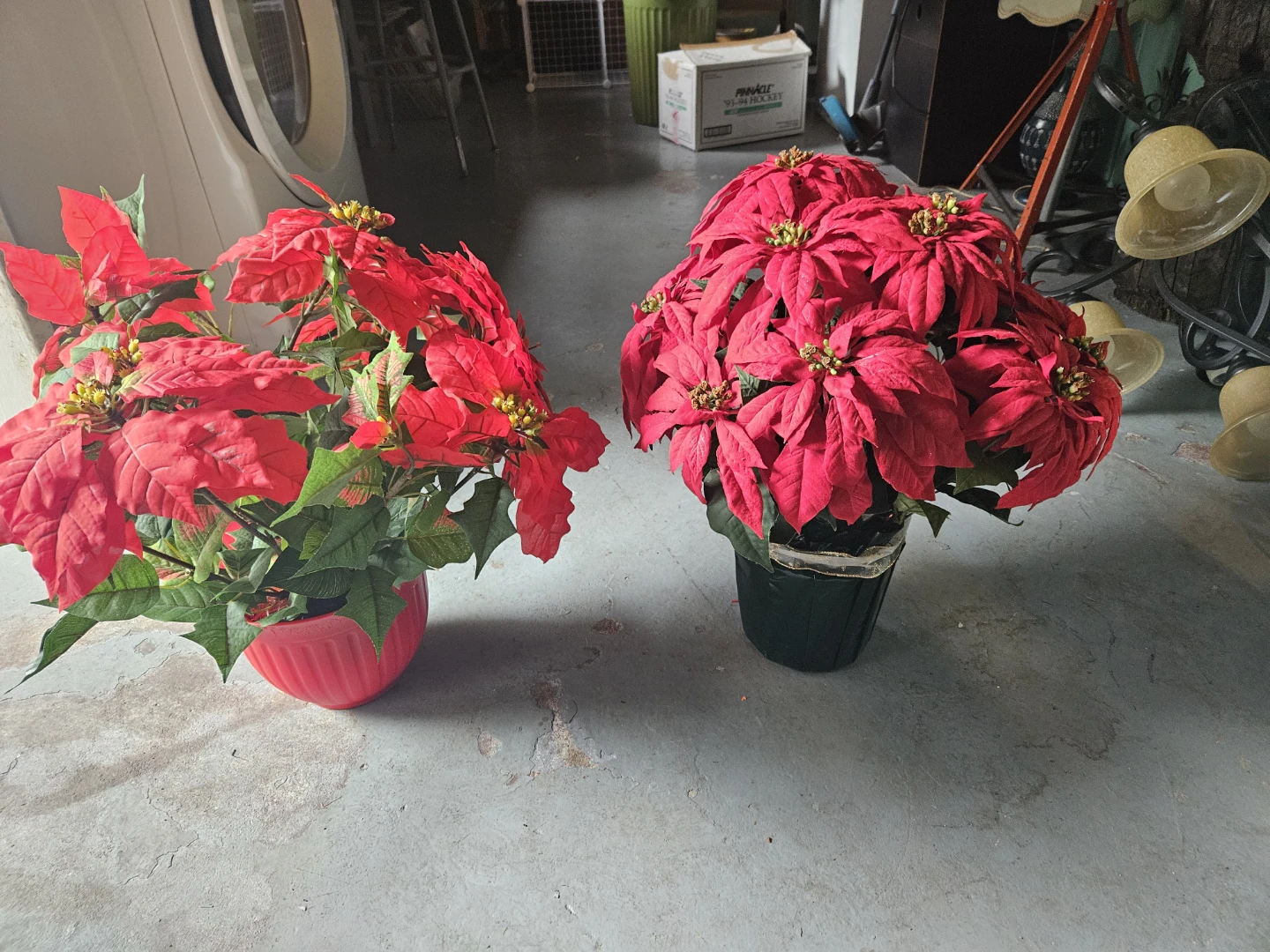 Red Poinsettia Plant - photo 5