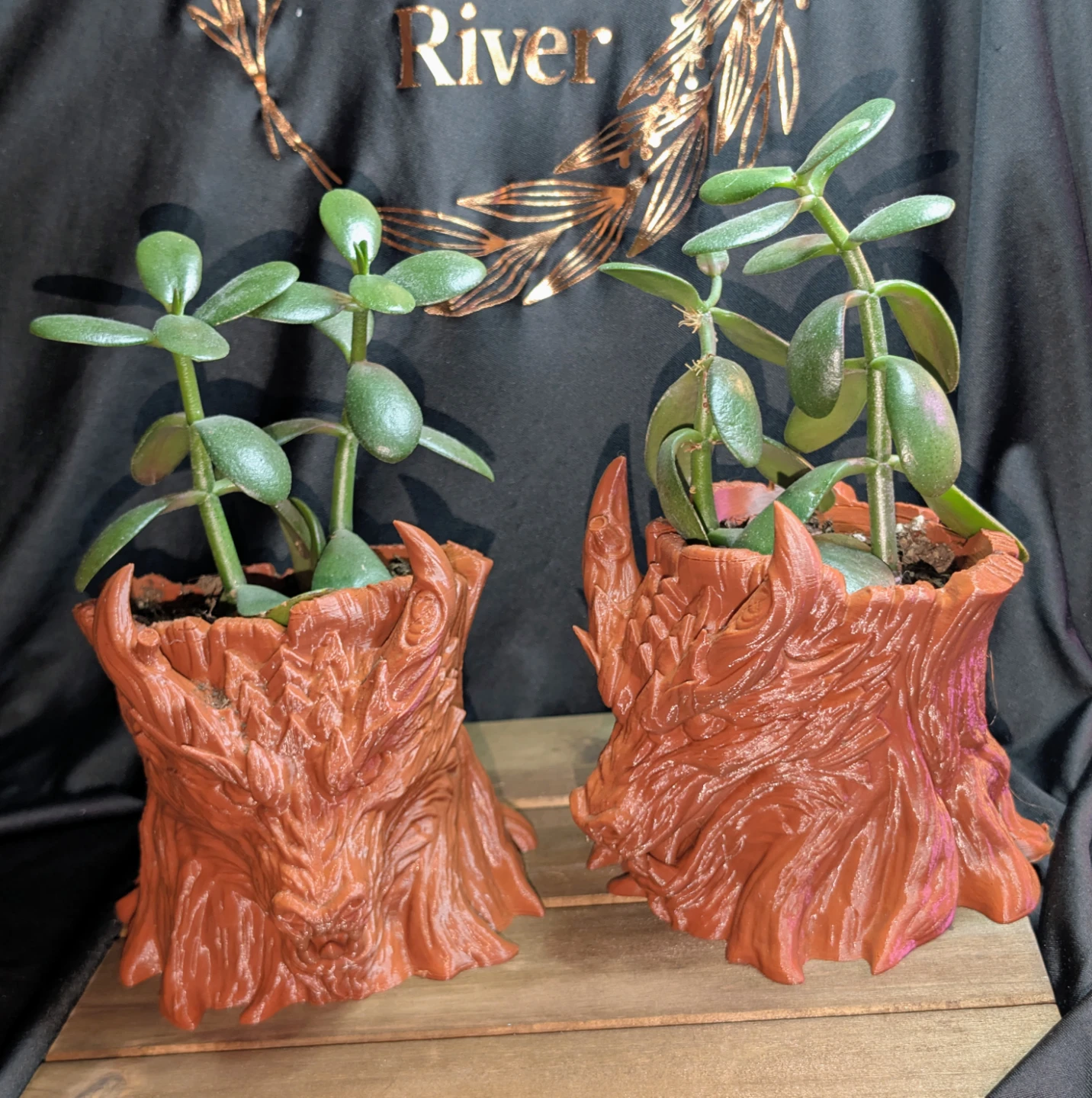 Dragon Tree Stump Planters with Jade Plants