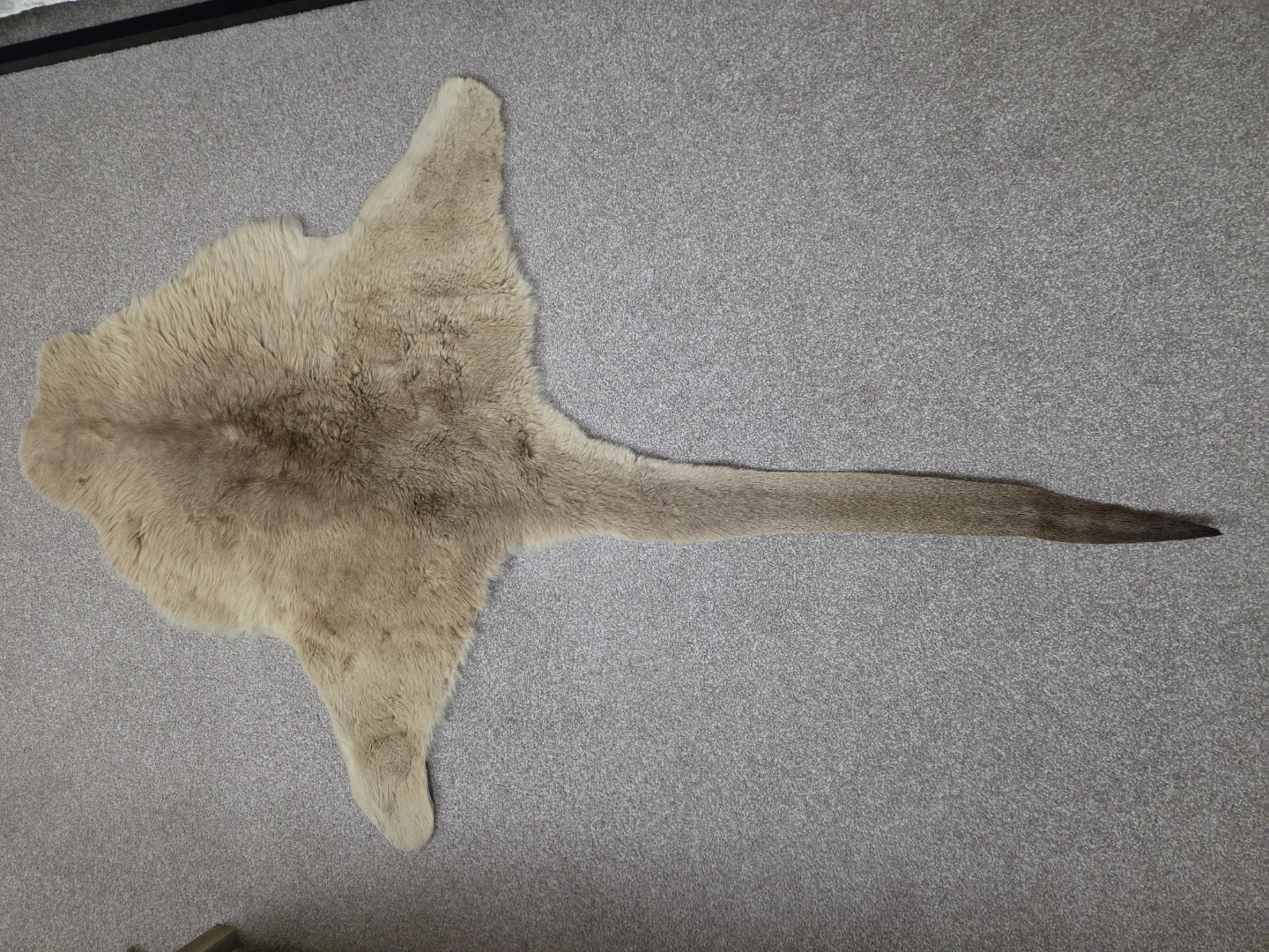 Genuine Kangaroo Skin Rug