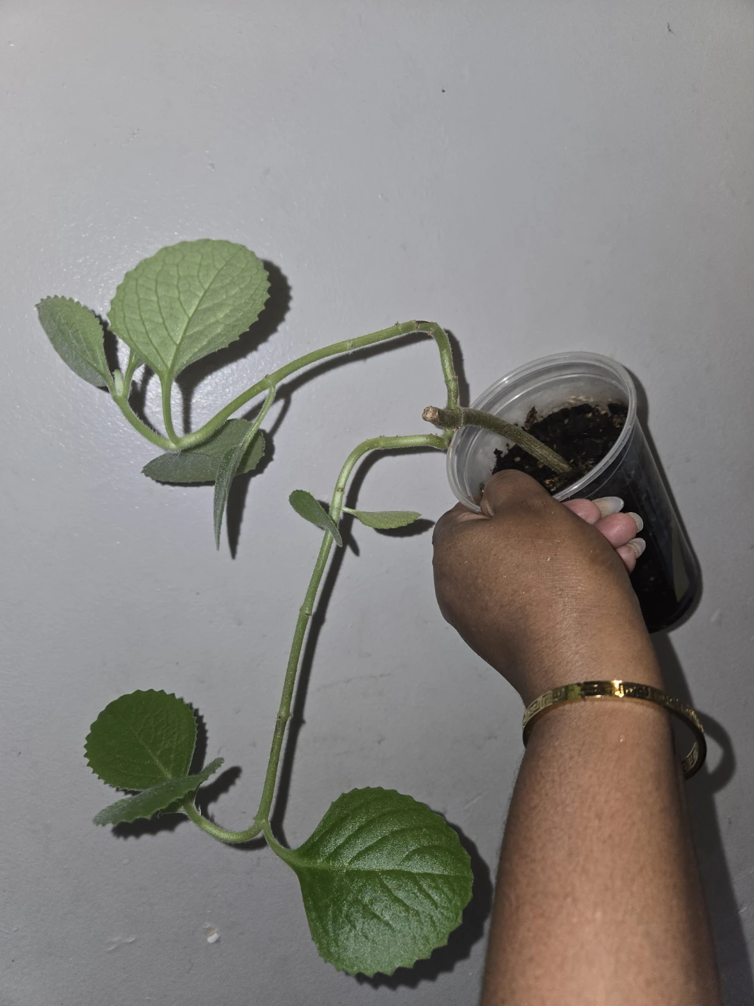 Cuban Oregano Plant Cutting (soil)✨️🪴🍂 - photo 3