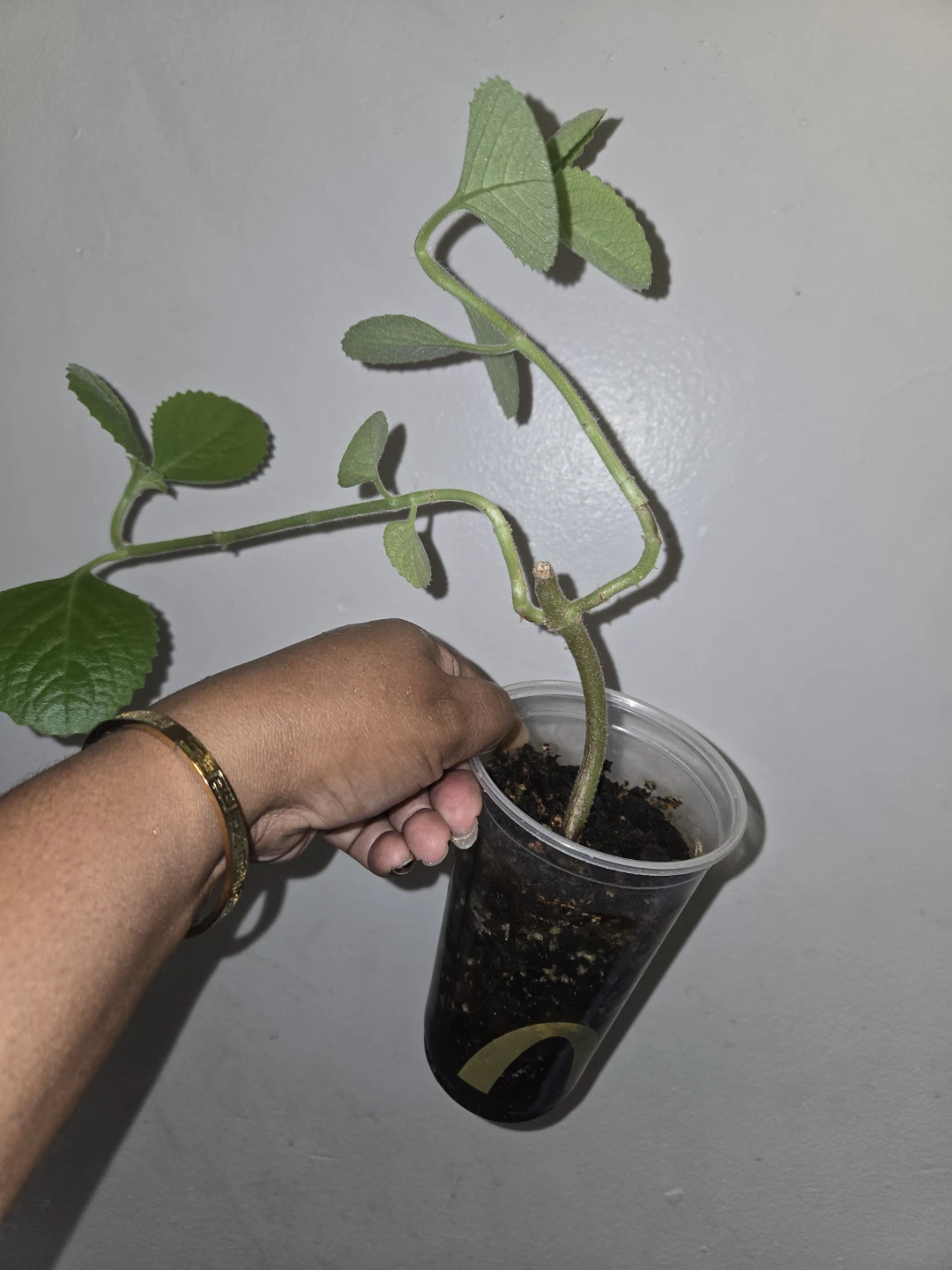 Cuban Oregano Plant Cutting (soil)✨️🪴🍂 - photo 4