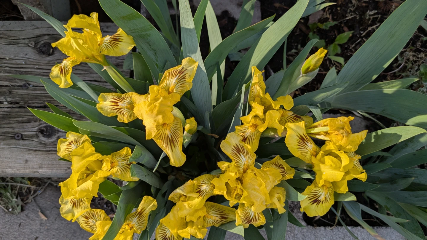 DWARF IRIS