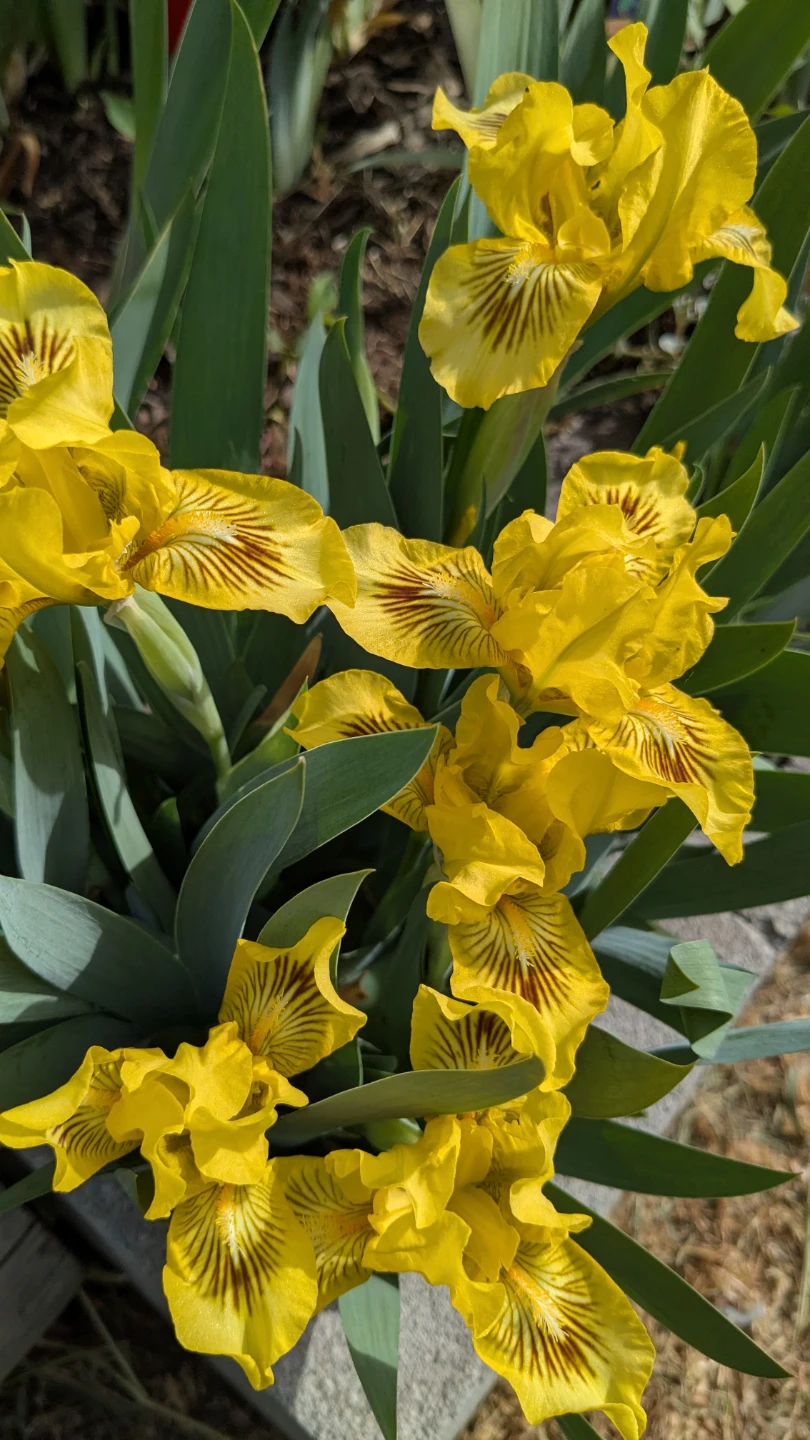 DWARF IRIS - photo 2