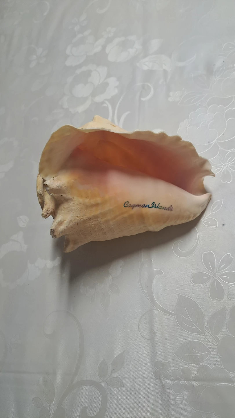 Large Conch Shell - Cayman Islands Souvenir