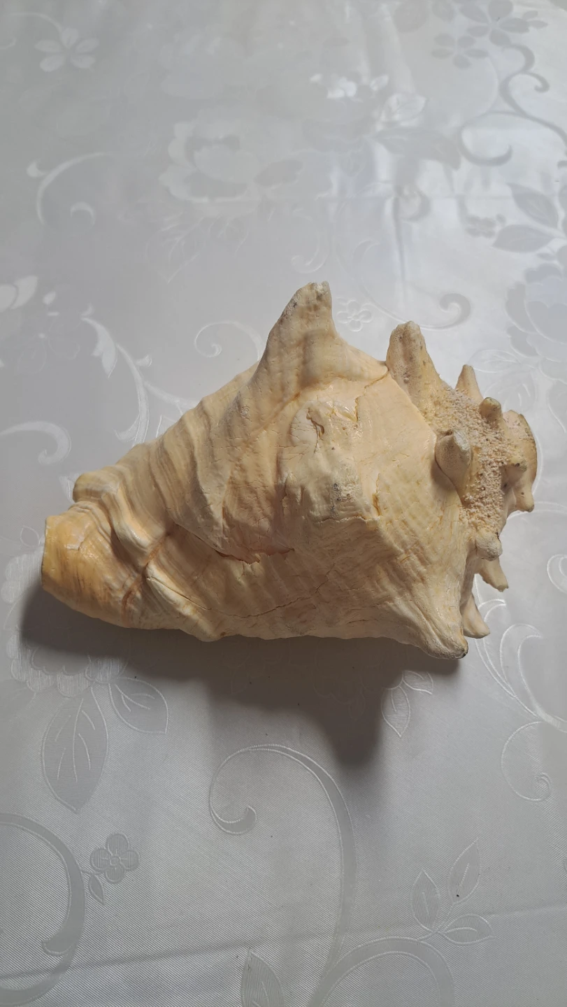 Large Conch Shell - Cayman Islands Souvenir - photo 4