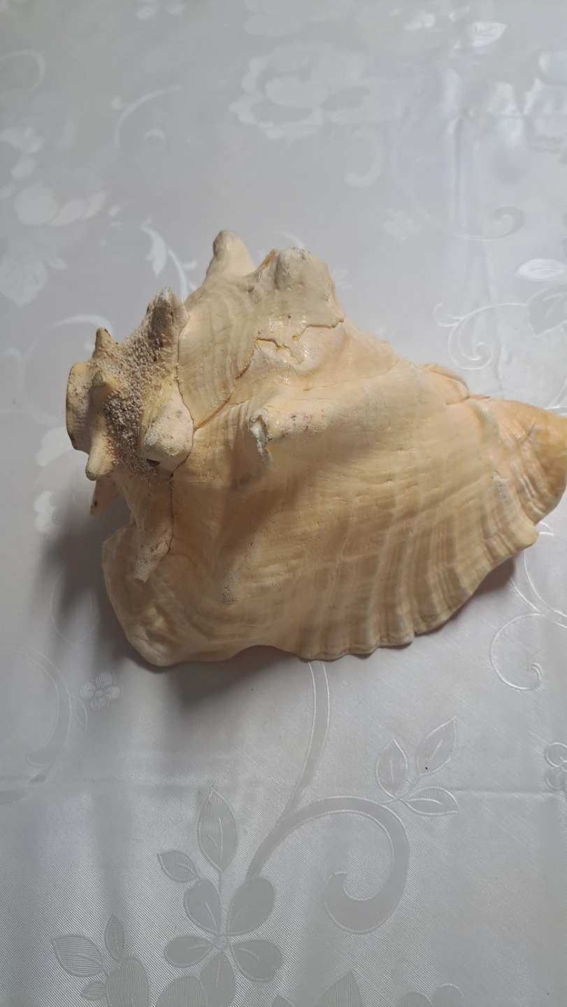Large Conch Shell - Cayman Islands Souvenir - photo 5