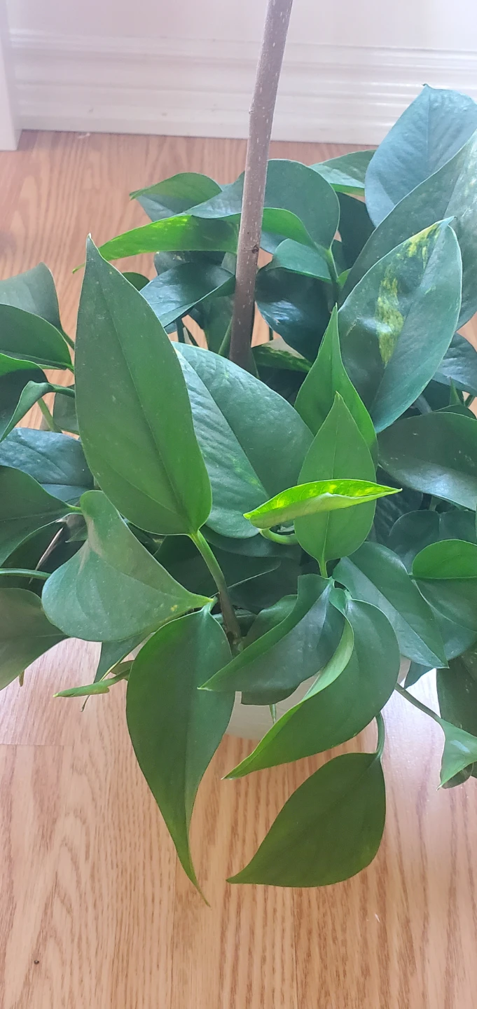 Pothos Plant in Light Green Pot - photo 4