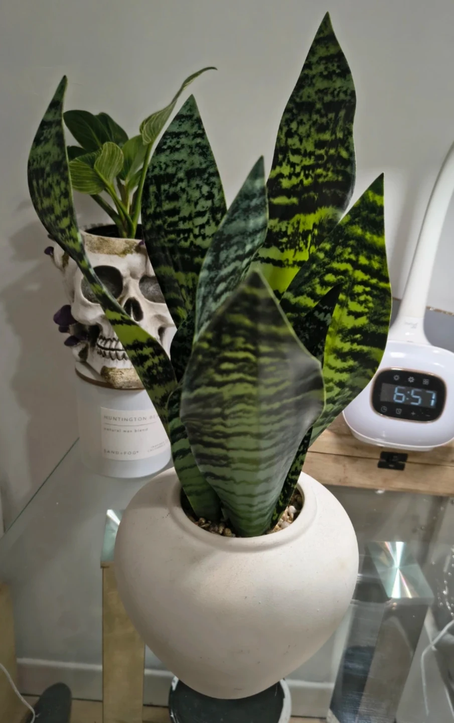Faux Snake Plant in White Pot