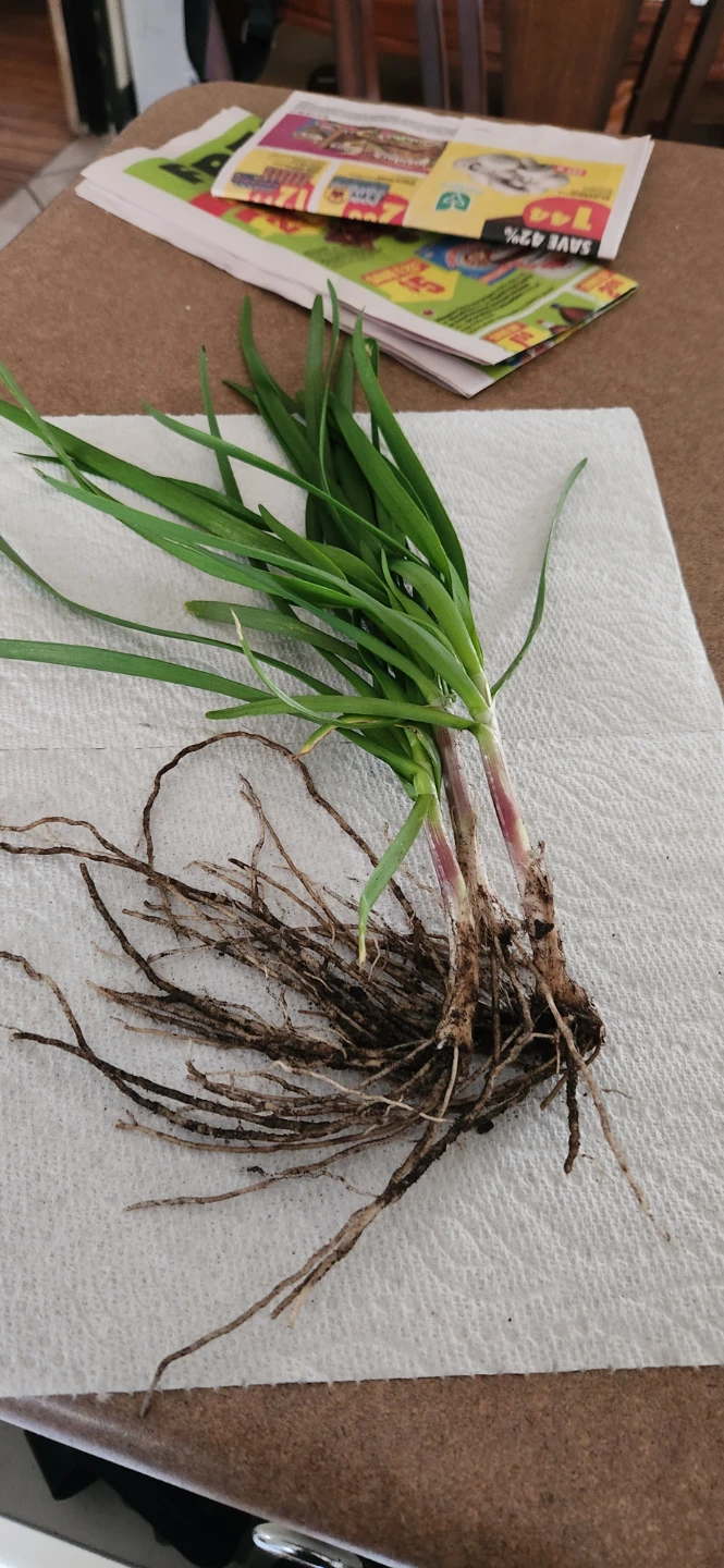 Freshly Dug Plant with Roots