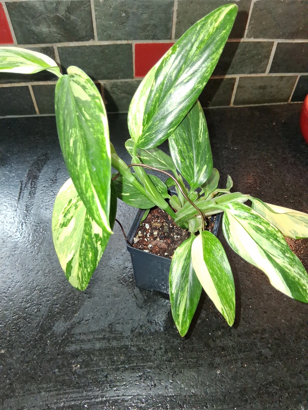 Monstera standelyana