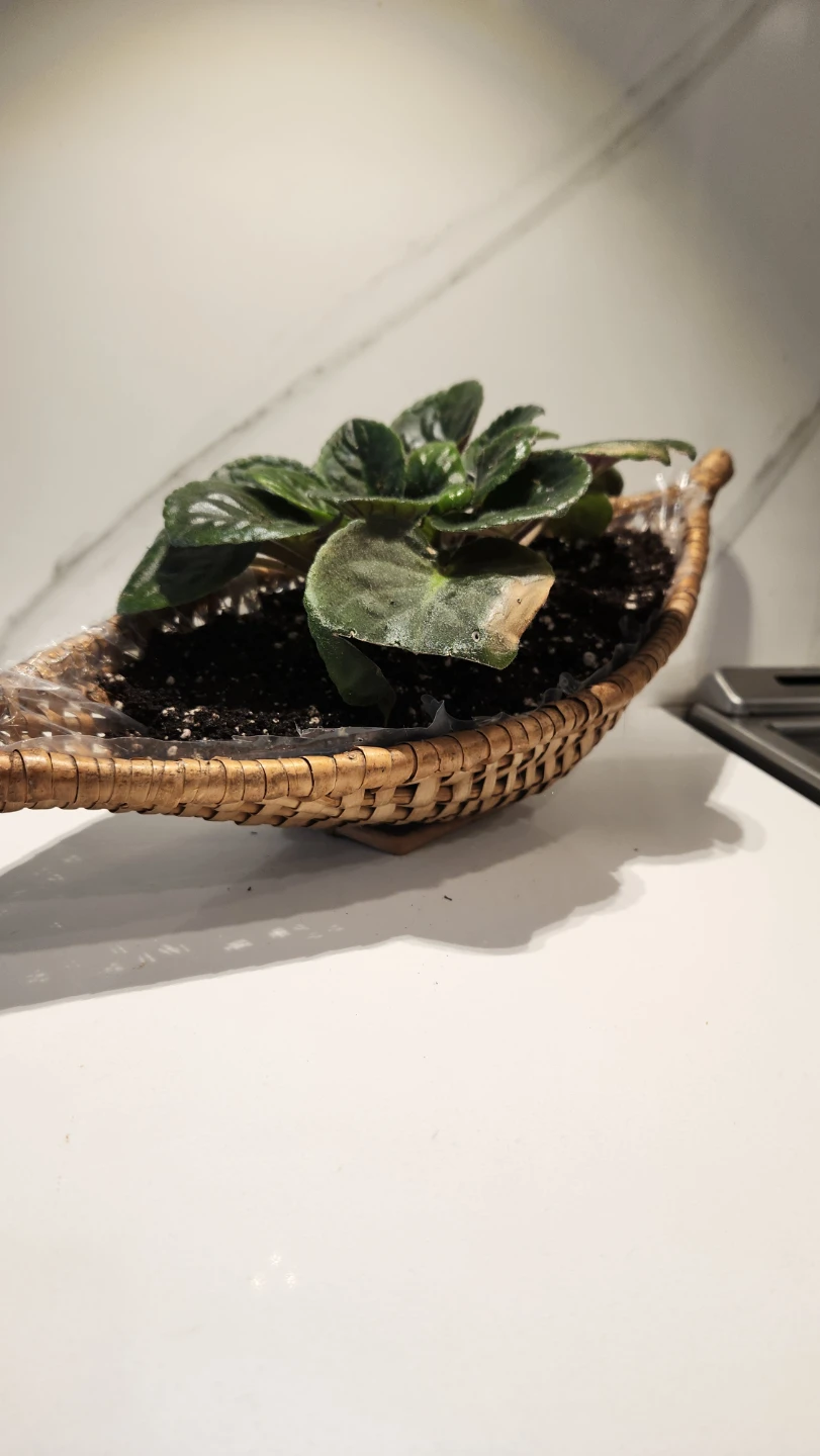 Upcycled wicker basket planter with plant - photo 4
