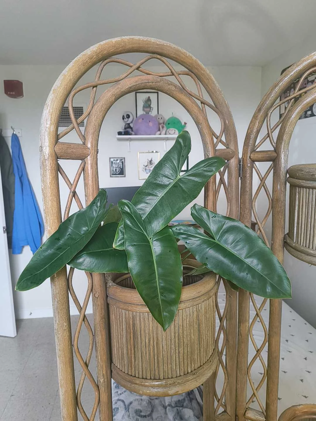 Philodendron Paraiso Verde cuttings