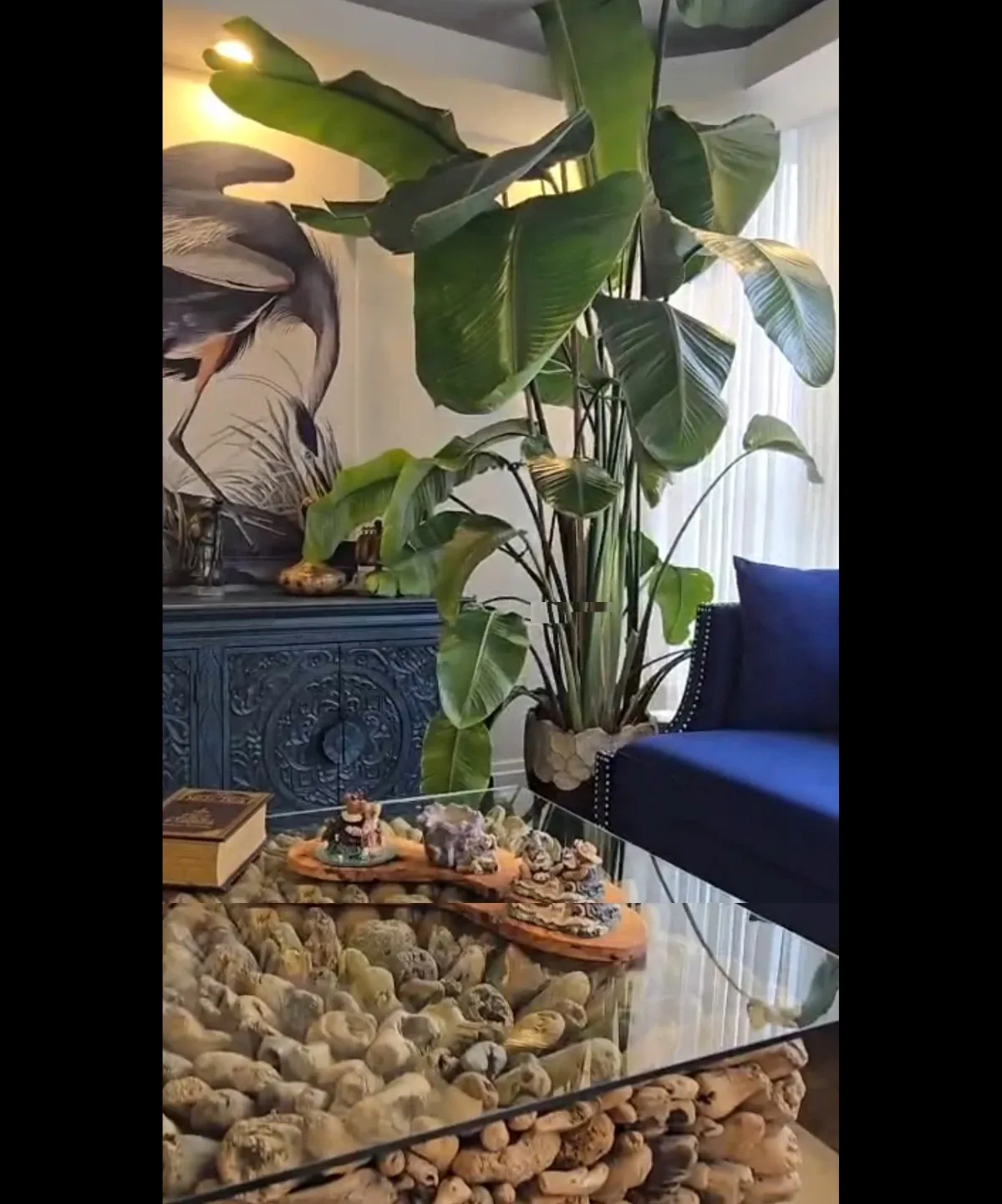 Large Bird of Paradise Plant-9feet tall