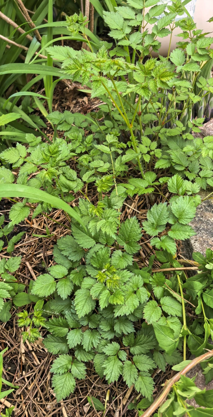Astilbe - photo 2