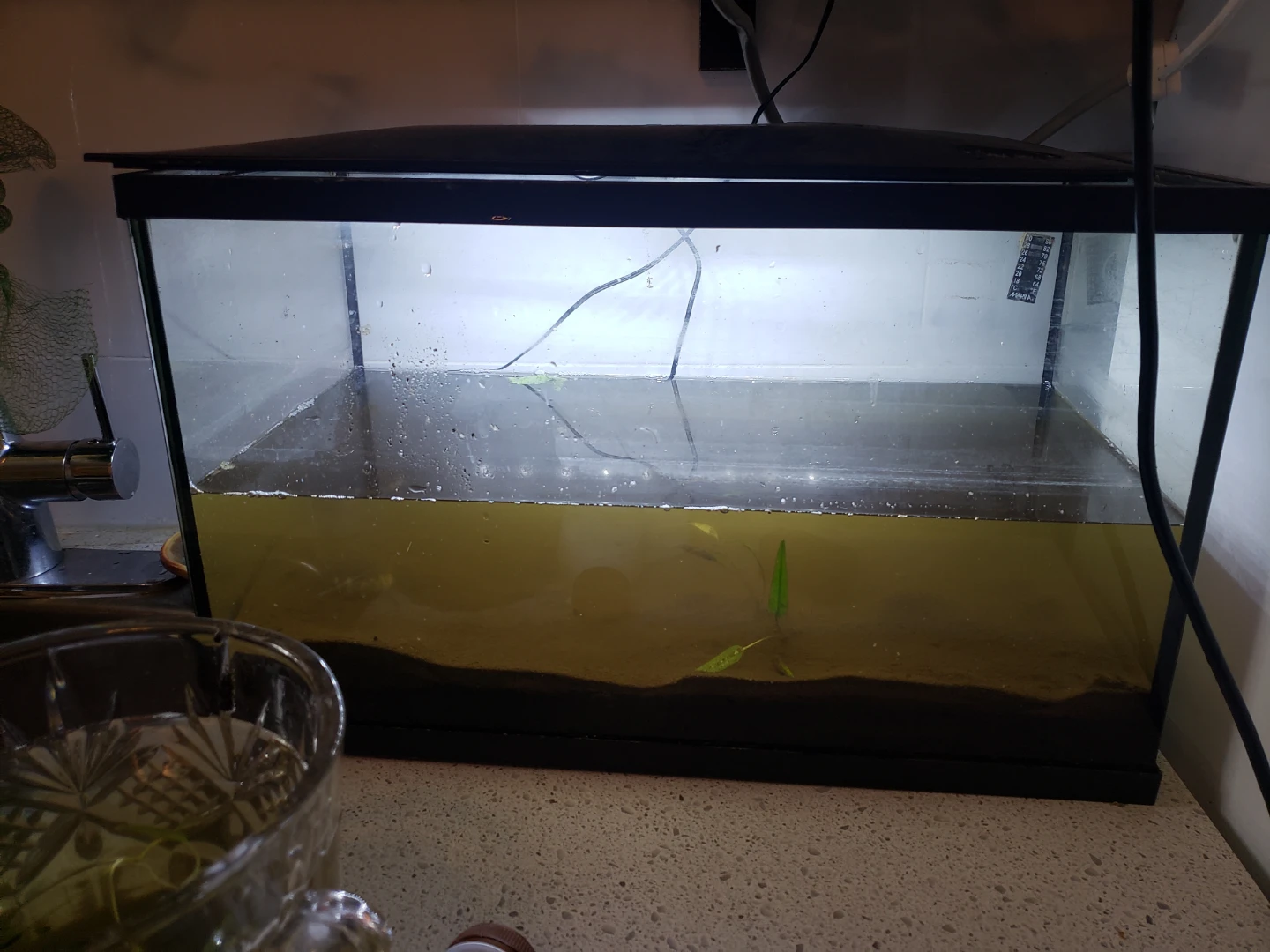 fish tank 10 gal