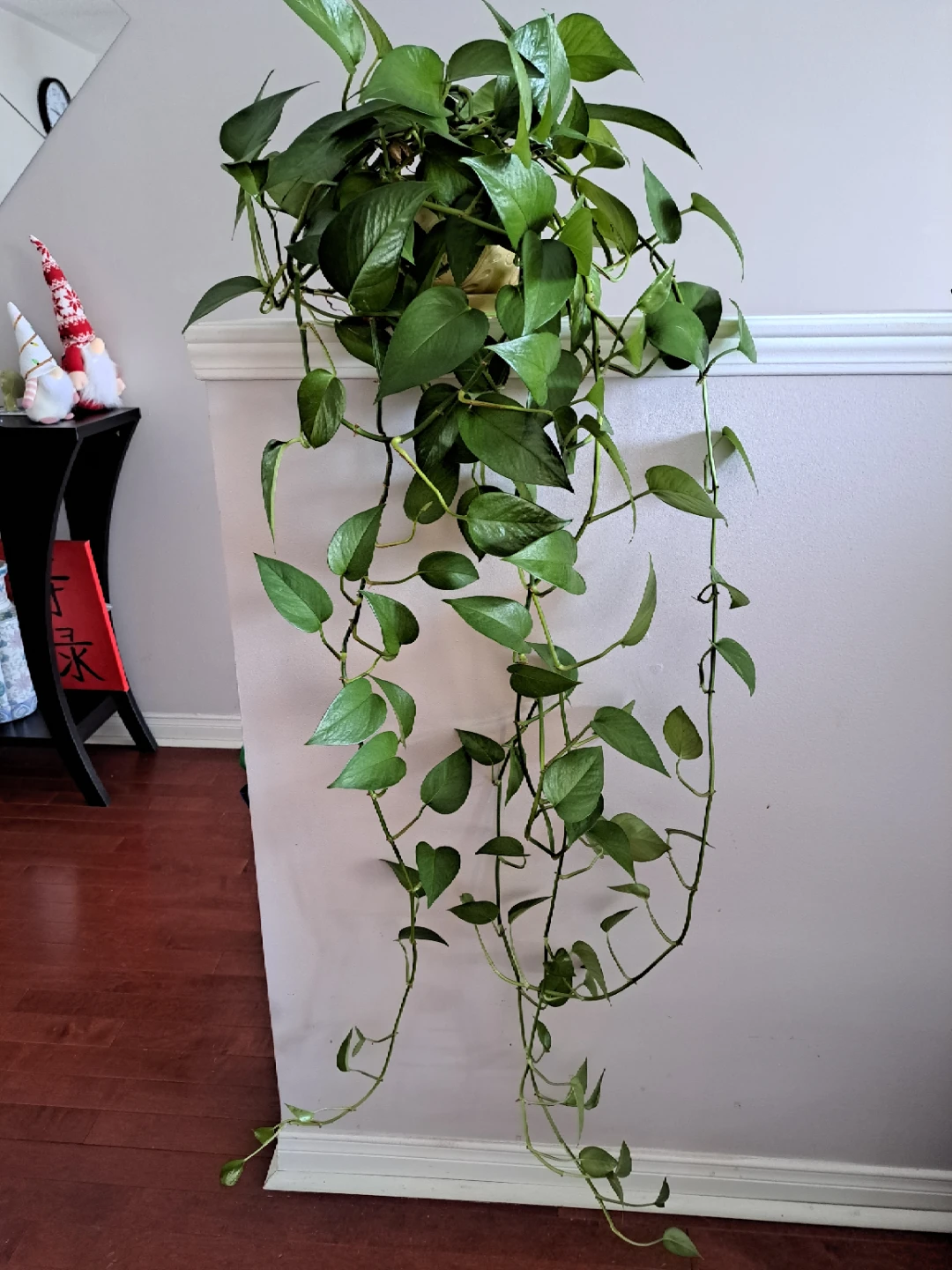 Pothos Plant in Decorative Pot