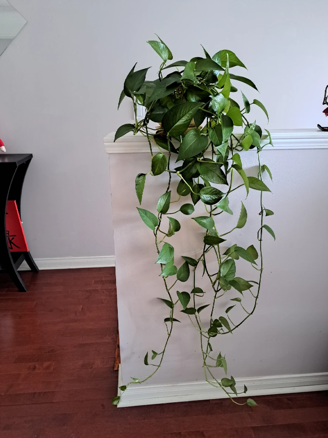 Pothos Plant in Decorative Pot - photo 2