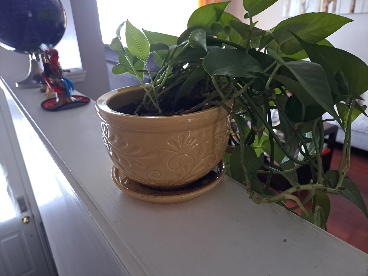 Pothos Plant in Decorative Pot - photo 3