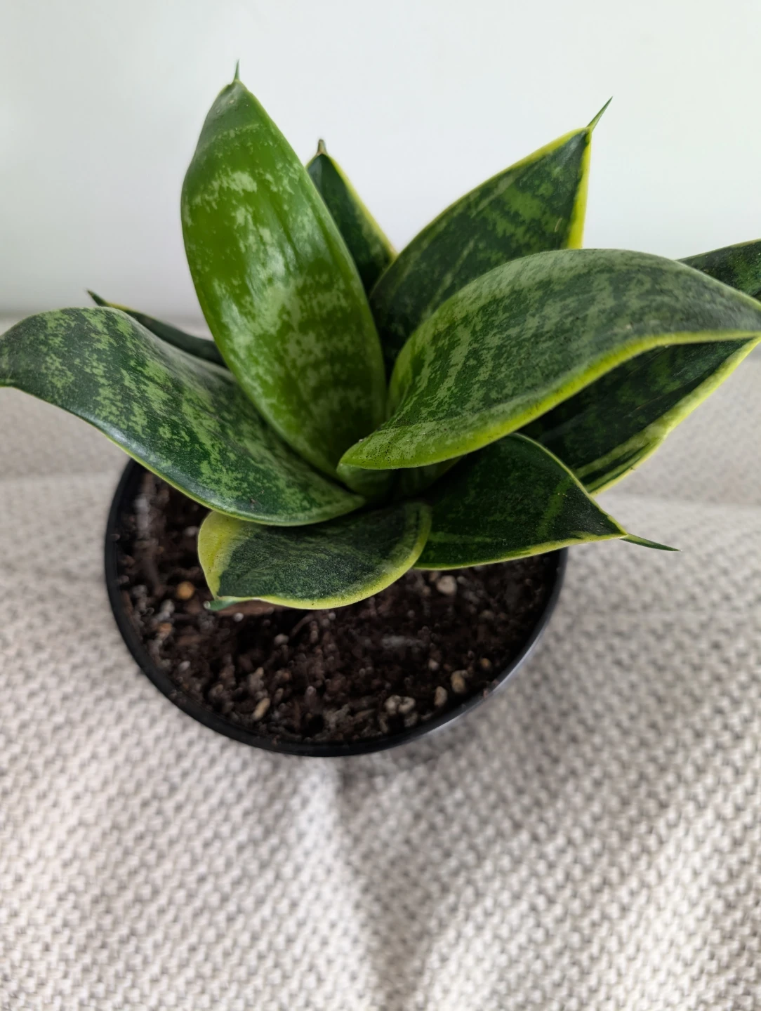 Snake plant with decorative pot - photo 3
