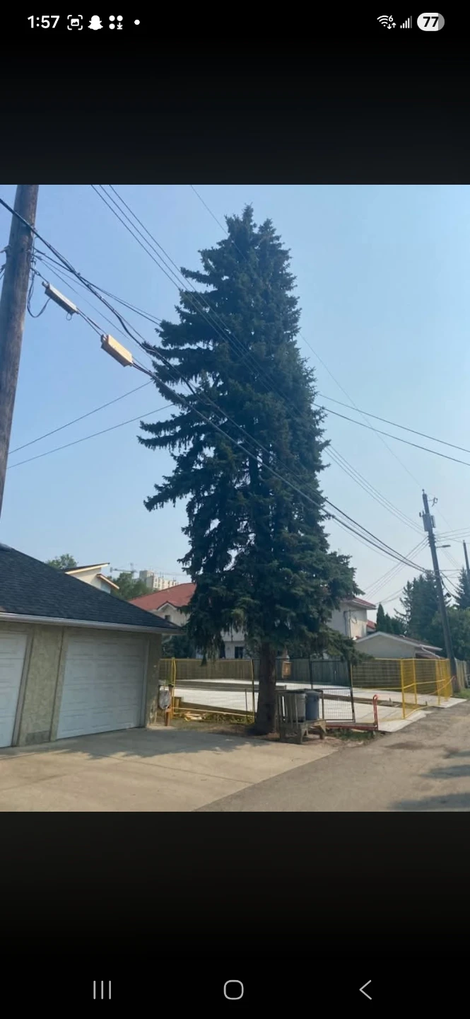 Trees, Shrubs, Stumps. Affordable Options - photo 4