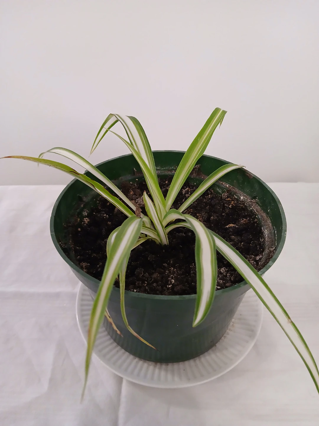 Healthy, rooted Spider Plant in 6" Pot. FIRM PRICE.