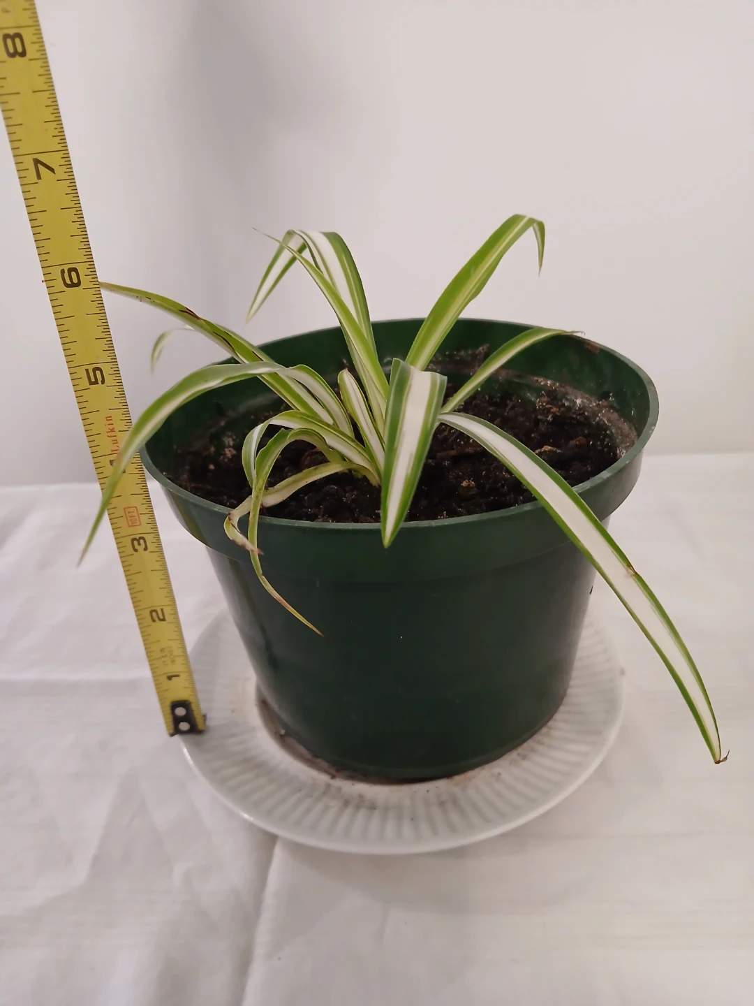 Healthy, rooted Spider Plant in 6" Pot. FIRM PRICE. - photo 2