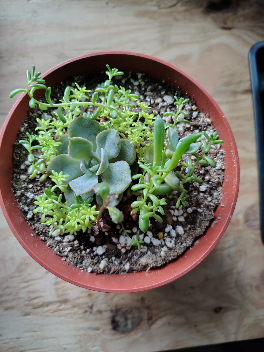 Succulent Plant Arrangement in Brown Pot $15